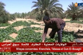 بشار: إنتاج فلاحي وفير يتحول إلى نقمة بسبب نقص المبيدات الفلاحية