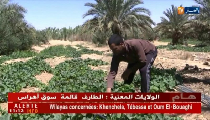 بشار: إنتاج فلاحي وفير يتحول إلى نقمة بسبب نقص المبيدات الفلاحية