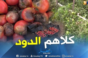 فلاحة: حشرة الدودة تقضي على المحاصيل الزراعية