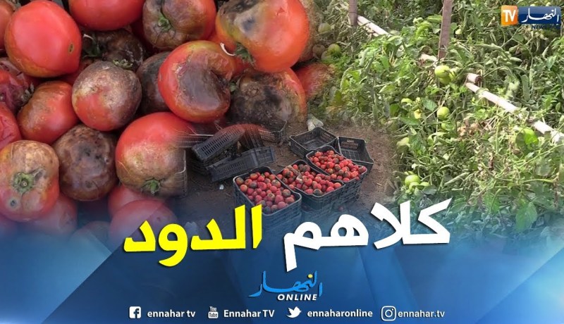 فلاحة: حشرة الدودة تقضي على المحاصيل الزراعية