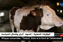 بجاية: القضاء على 43 رأساً من الأبقار بفيروس الحمى القلاعية