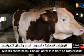 بجاية: القضاء على 43 رأساً من الأبقار بفيروس الحمى القلاعية