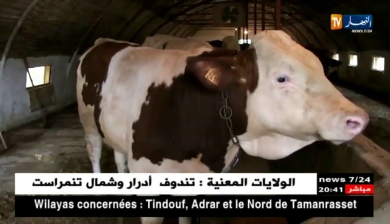 بجاية: القضاء على 43 رأساً من الأبقار بفيروس الحمى القلاعية