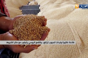 فلاحة: فاتورة واردات الحبوب ترتفع.. والقمح الروسي يتجاوب مع دفتر الشروط