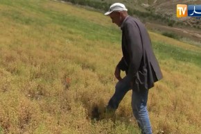 بجاية: تحقيق منتوج وافر في زراعة العدس كتجربة أولى من نوعها