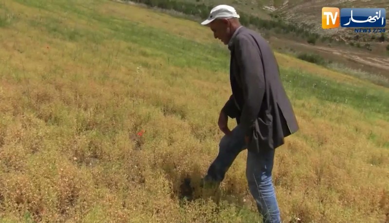 بجاية: تحقيق منتوج وافر في زراعة العدس كتجربة أولى من نوعها