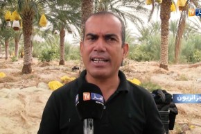 جزائريون: جني التمور.. كرم النخيل في أيام الحصاد