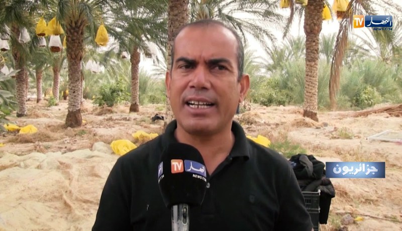 جزائريون: جني التمور.. كرم النخيل في أيام الحصاد