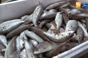 تجارة: السمك في رمضان .. ندرة وأسعار تفوق 1000 دج