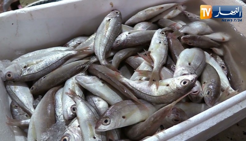 تجارة: السمك في رمضان .. ندرة وأسعار تفوق 1000 دج