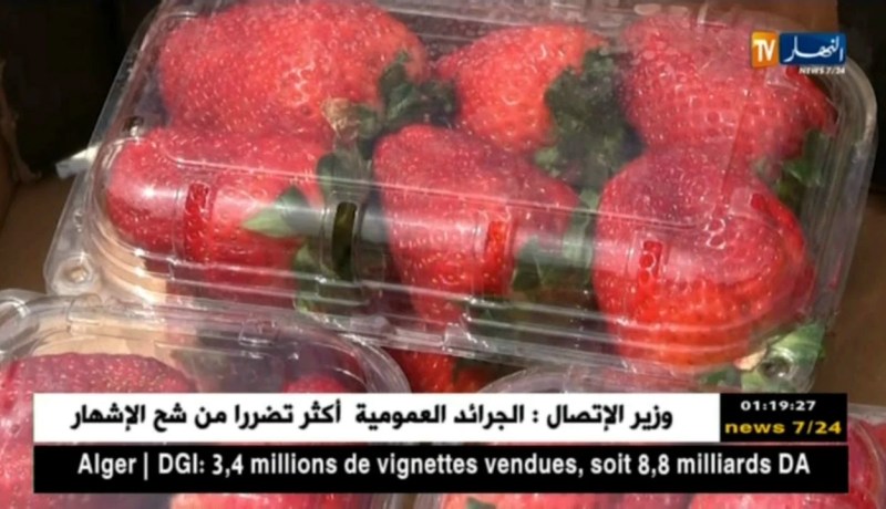 تيبازة: عيد الفراولة.. عرض لمختلف الأنواع و تشجيع للمنتجين