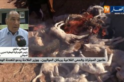 في إنتظار وصول جرعات الحمى القلاعية منتصف الشهر..هكذا سيتعامل مربو المواشي مع الداء!!