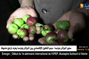 باتنة : الأمطار الرعدية تتسبب في خسائر للفلاحين بمناطق متفرّقة من بلدية حيدوسة