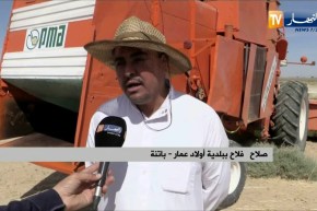 باتنة: إنطلاق عملية الحصاد والدرس على مستوى البلديات الجنوبية