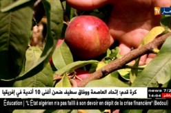 فلاحة/ الخوخ والنكتارين.. فلاحون يرفعون التحدي