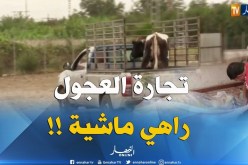 موسم الأعراس..ينعش تجارة العجول !!
