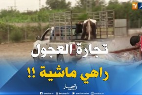 موسم الأعراس..ينعش تجارة العجول !!