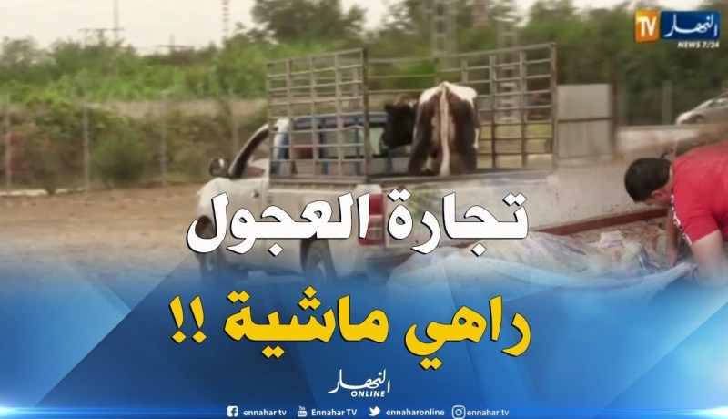 موسم الأعراس..ينعش تجارة العجول !!