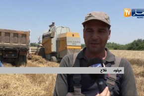 فلاحة: موسم الحصاد.. الفلاحون يستبشرون خيرا من إنتاج القمح