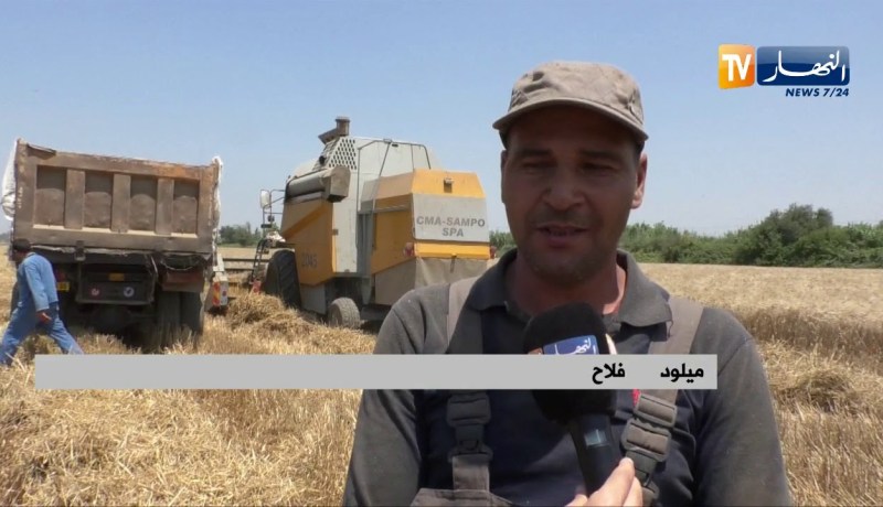 فلاحة: موسم الحصاد.. الفلاحون يستبشرون خيرا من إنتاج القمح