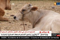 فلاحة: موسم الأعراس.. ينعش تجارة العجول