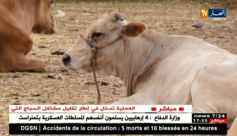 فلاحة: موسم الأعراس.. ينعش تجارة العجول