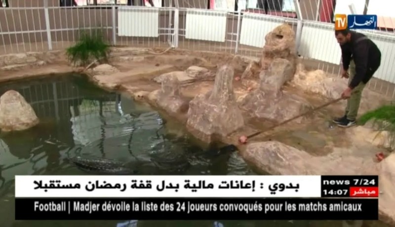 سطيف: حديقة الحيوانات تتدعم بتمساحين من نوع Alligator de Mississippi