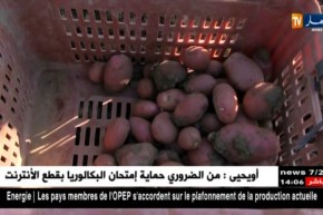 الشلف: أمراض فطرية تتسبب في إنخفاض منتوج البطاطا