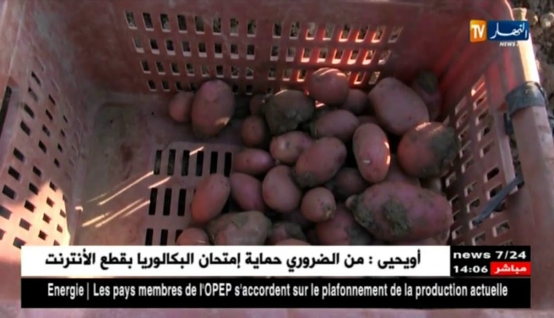 الشلف: أمراض فطرية تتسبب في إنخفاض منتوج البطاطا