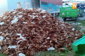 أم البواقي: نفوق أزيد من 50 ألف دجاجة بسبب إنفلونزا الطيور