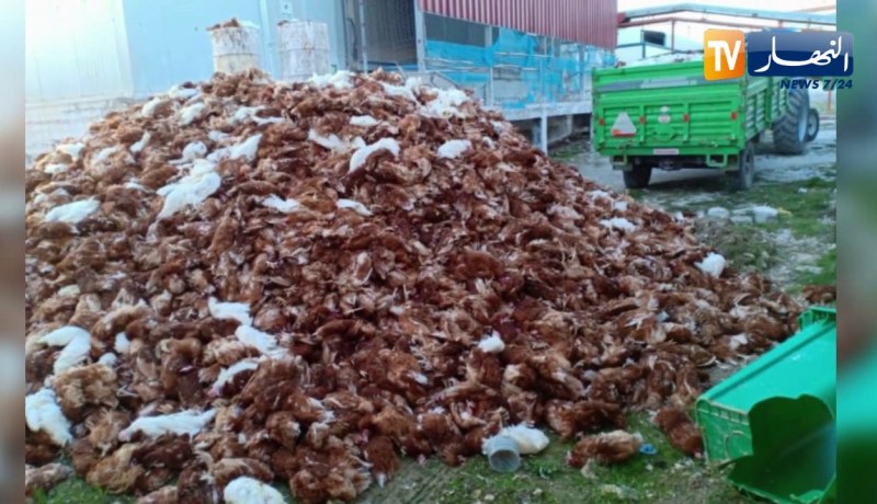 أم البواقي: نفوق أزيد من 50 ألف دجاجة بسبب إنفلونزا الطيور