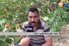 باتنة: المشمش بـ 35 دينار للكيلو.. والتلف يصيب مئات الأطنان من فاكهة المشمش
