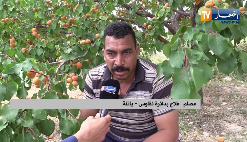 باتنة: المشمش بـ 35 دينار للكيلو.. والتلف يصيب مئات الأطنان من فاكهة المشمش