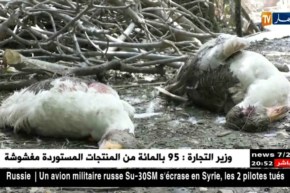 فلاحة: الكلاب المتشردة تفترس مواشي موالي بومرداس