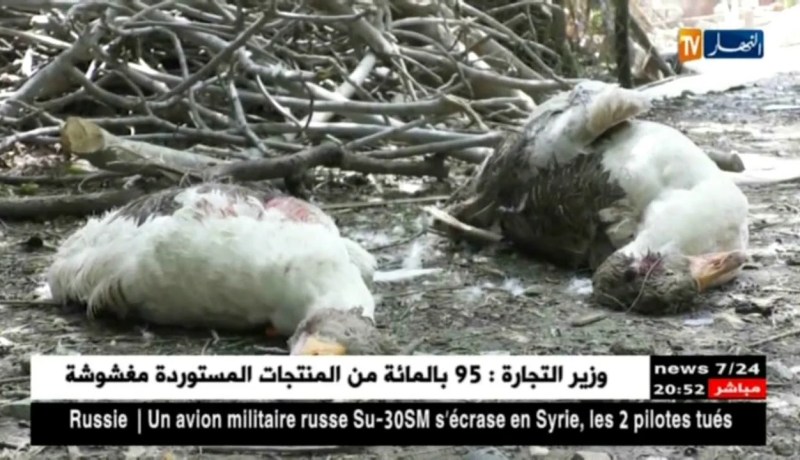 فلاحة: الكلاب المتشردة تفترس مواشي موالي بومرداس