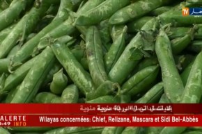 آراء التجار حول أسعار الخضر والفواكه بسوق الجملة ببوقرة