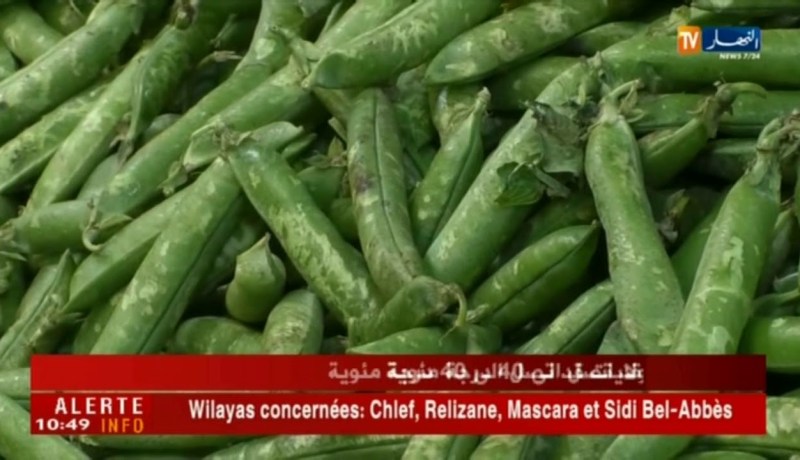 آراء التجار حول أسعار الخضر والفواكه بسوق الجملة ببوقرة