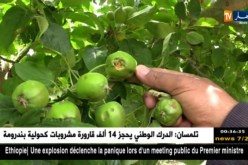 باتنة: البرد “التبرولي” يتسبب في إتلاف منتوج التفاح