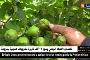 باتنة: البرد “التبرولي” يتسبب في إتلاف منتوج التفاح