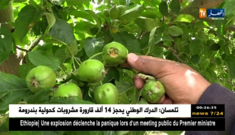 باتنة: البرد “التبرولي” يتسبب في إتلاف منتوج التفاح