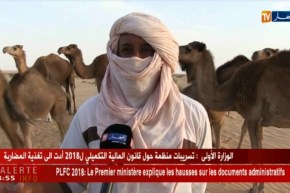 الوادي : نفوق ثروة الإبل على الشريط الحدودي الشرقي..و الموالون يستغيثون