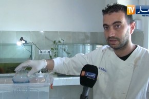 عين تموشنت: المحطة التجريبية لبني صاف تحذر بعد العثور على قنديل بحر قاتل