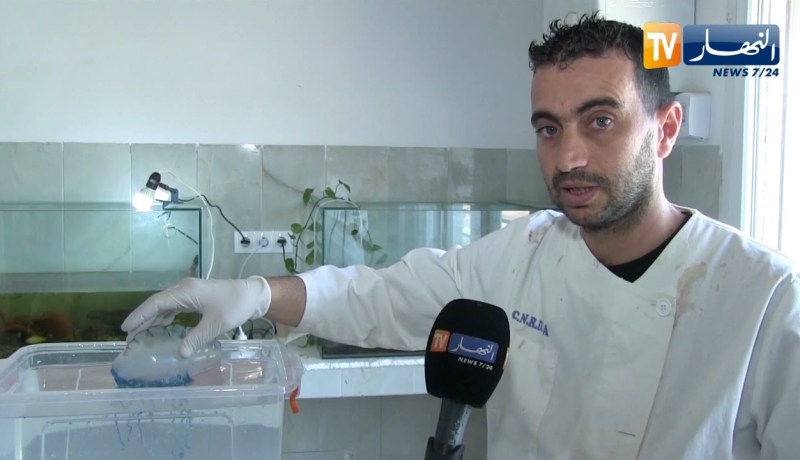 عين تموشنت: المحطة التجريبية لبني صاف تحذر بعد العثور على قنديل بحر قاتل