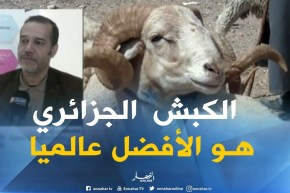 مصطفى زبدي: “الكبش الأغلى عالميا هو الكبش الجزائري..لهذا يجب مساعدة الموالين الحقيقيين لدخول السوق”