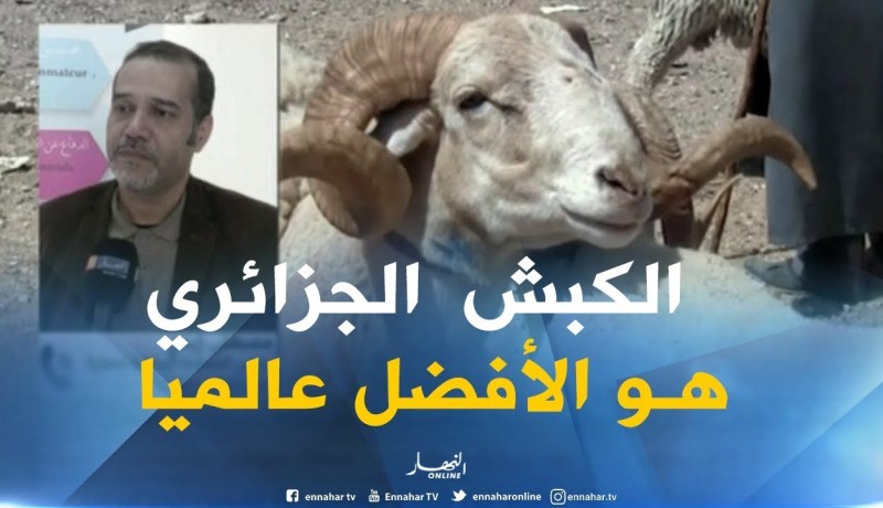 مصطفى زبدي: “الكبش الأغلى عالميا هو الكبش الجزائري..لهذا يجب مساعدة الموالين الحقيقيين لدخول السوق”