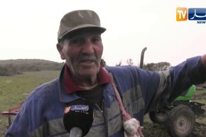 سكيكدة: الشكارة .. وسيلة زرع تقليدية مفضلة لدى كثير الفلاحين