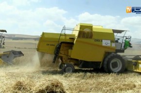 ميلة: تأجير مخازن الخواص لإنعدام هياكل إستقبال منتوج القمح والشعير