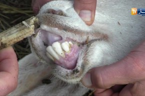 ميلة/ وصول 50 ألف جرعة من لقاح داء طاعون المجترات الصغيرة