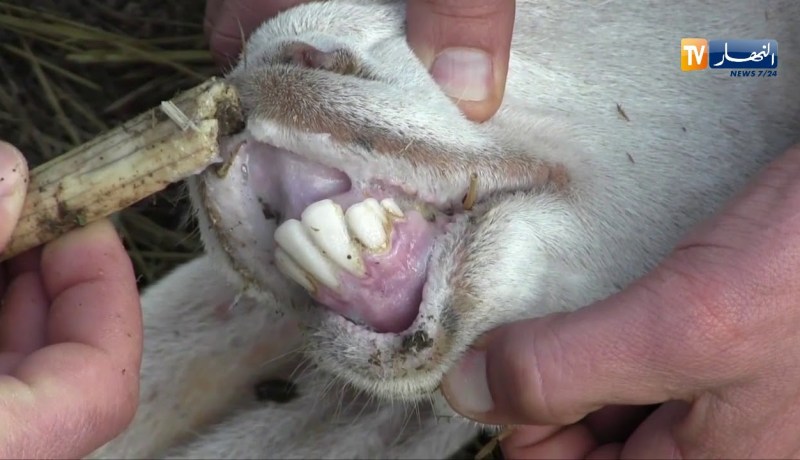 ميلة/ وصول 50 ألف جرعة من لقاح داء طاعون المجترات الصغيرة