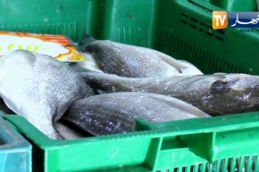 السردين بـ 1200 دج للكيلوغرام .. خارج حسابات محدودي الدخل إلى إشعار أخر